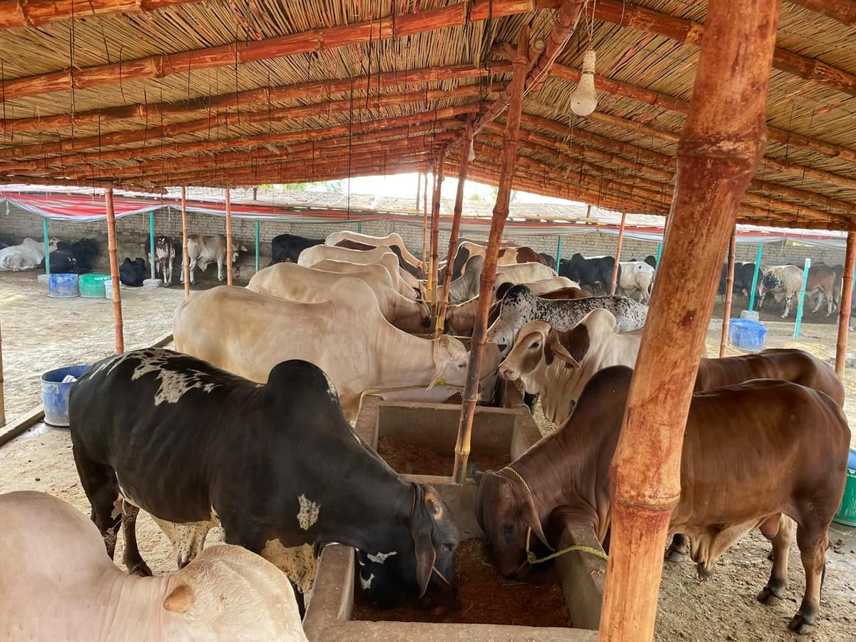 Healthy cattle feeding under the farm shed