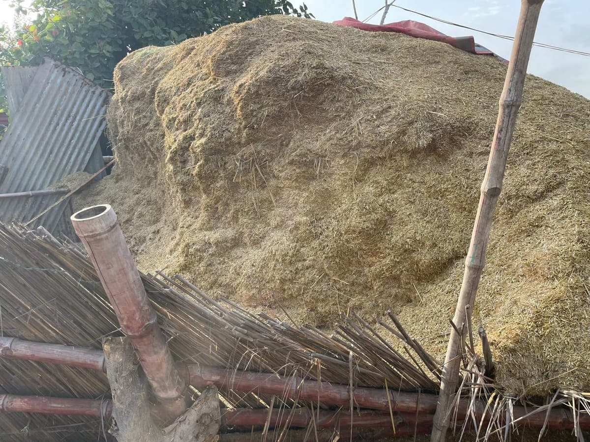 Stock of fresh fodder for the livestock