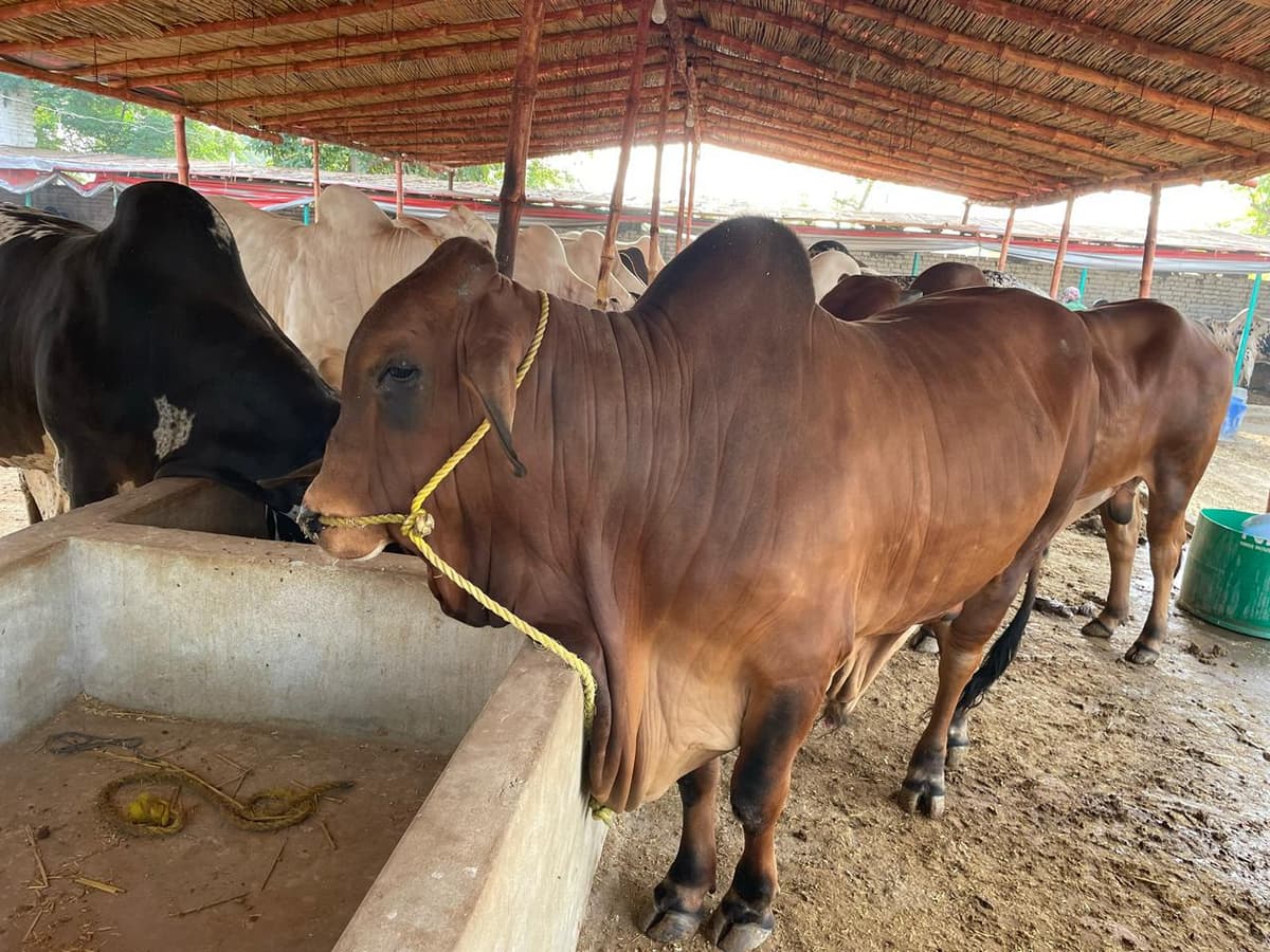 Sahiwal cow at the feeding trough