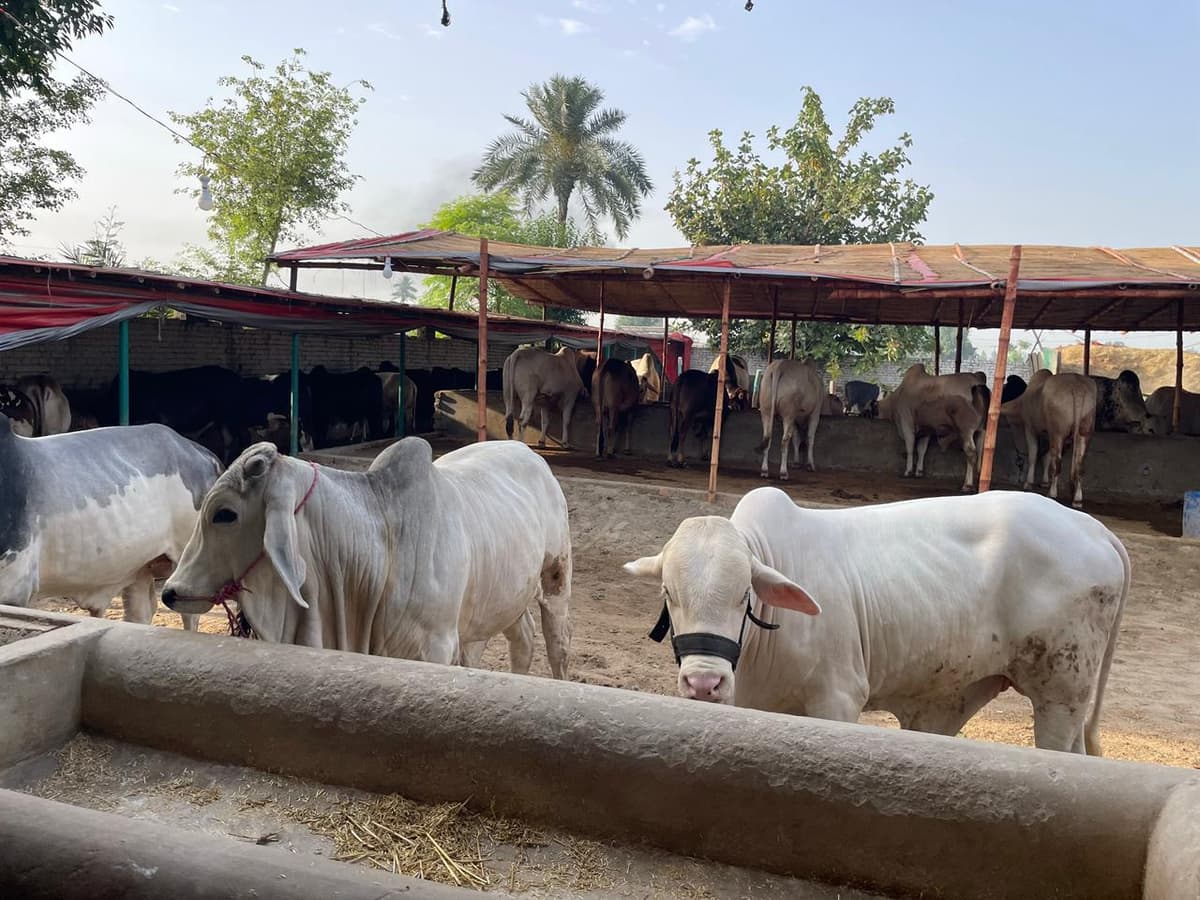 Premium white bulls at Sultan Cattle Farm