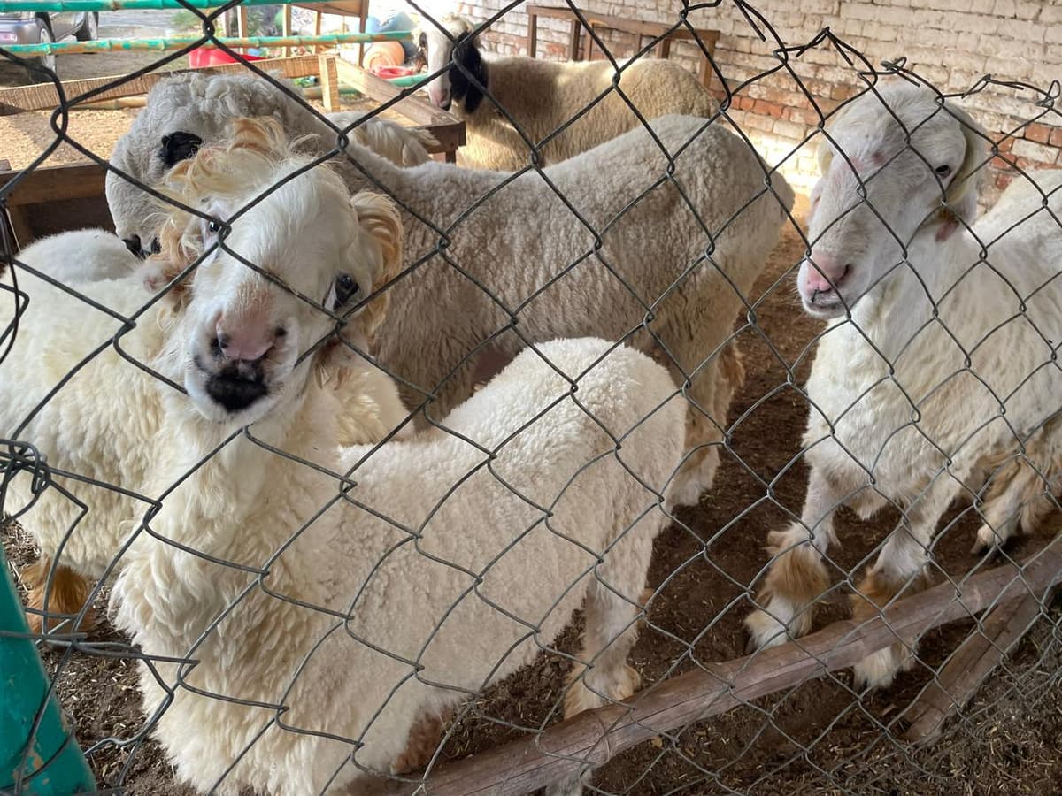 Sheep and goats raised at the farm