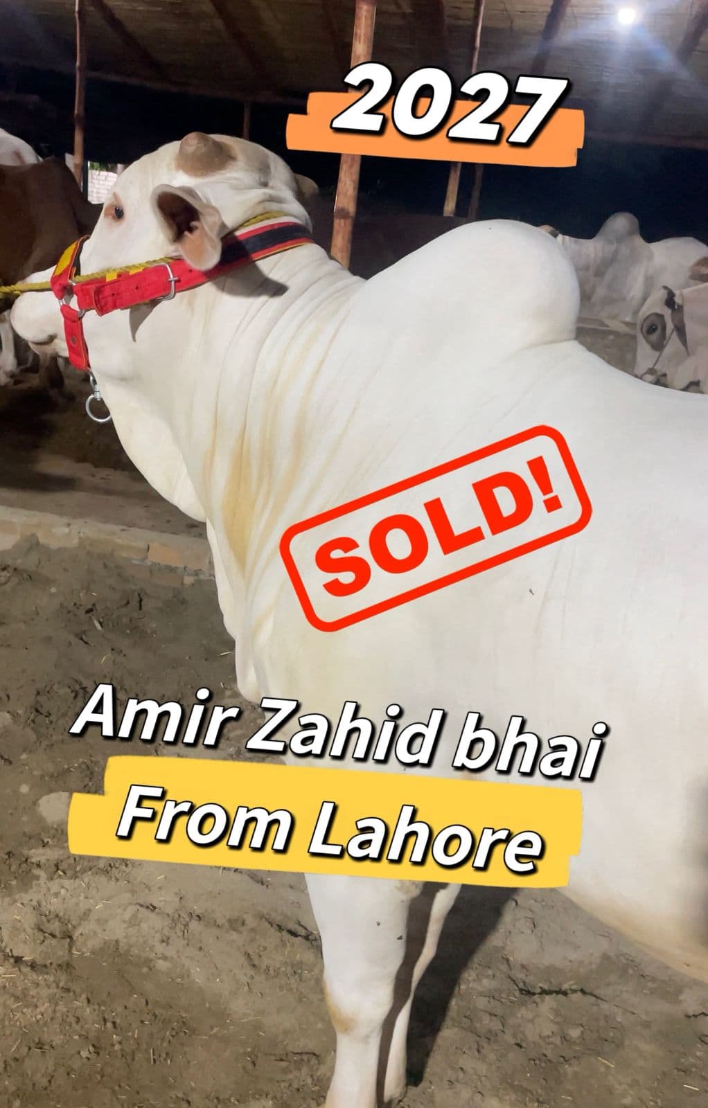 Amir Zahid — Sultan Cattle Farm customer